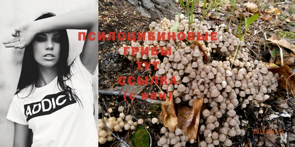 прущие грибы Касимов